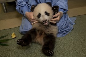 PandaCubExam15_Small