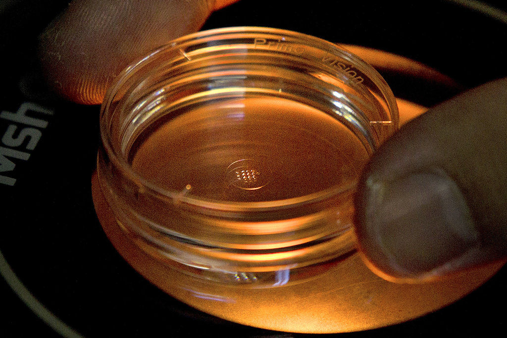 In this Oct. 9, 2018 photo, an embryologist adjusts a microplate containing embryos that were injected with gene-editing components in a laboratory in Shenzhen in southern China's Guangdong province. Most Americans say it would be OK to change the DNA of babies before they're born to protect them from a variety of diseases _ but a December 2018 poll shows they'd draw the line at gene editing to create children who are smarter, faster or taller. (AP Photo/Mark Schiefelbein)