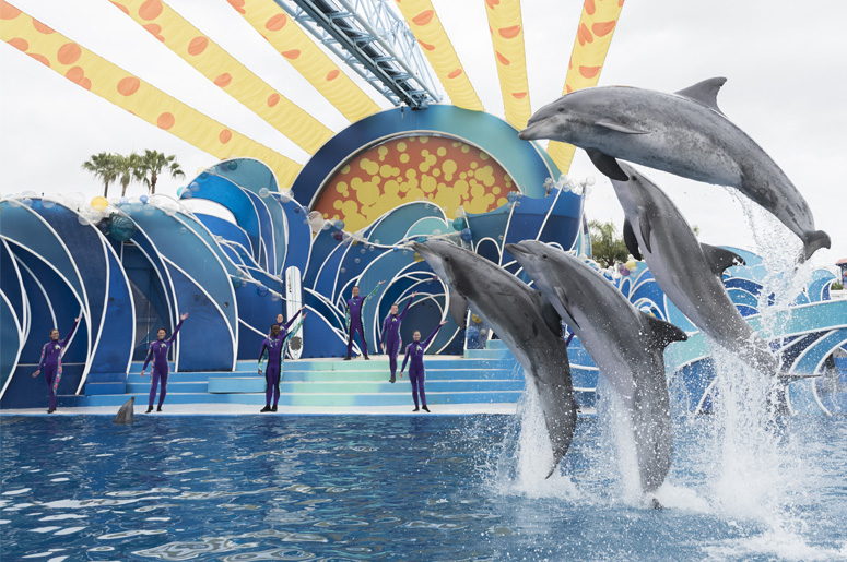 Dolphins at SeaWorld San Diego